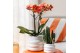 Phalaenopsis mix 2 tak in bubble pot white kolibri orchids 