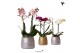 Phalaenopsis mix Kolibri Orchids 2 tak in Groove pot mix 