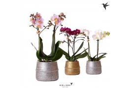 Phalaenopsis mix Kolibri Orchids 2 tak in Groove pot mix