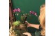Phalaenopsis mix Kolibri Orchids 2 tak in Groove pot mix 