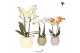 Phalaenopsis mix 2 tak in scandic pot mix kolibri orchids 