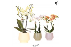 Phalaenopsis mix 2 tak in scandic pot mix kolibri orchids