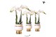 Phalaenopsis multiflora wit Kolibri Orchids 2 tak in Le Chic pot gold 