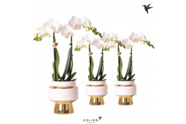 Phalaenopsis multiflora wit Kolibri Orchids 2 tak in Le Chic pot gold