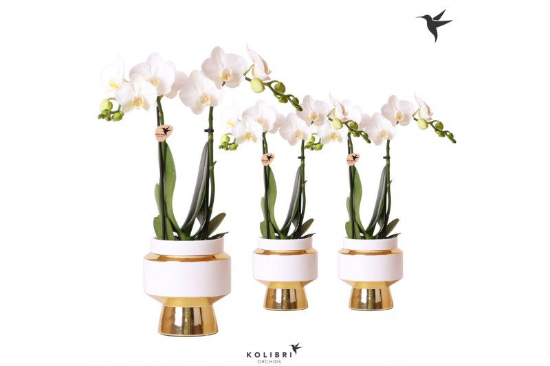 Phalaenopsis multiflora wit Kolibri Orchids 2 tak in Le Chic pot gold 