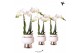 Phalaenopsis multiflora wit Kolibri Orchids 2 tak in Le Chic pot silve 