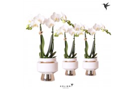 Phalaenopsis multiflora wit Kolibri Orchids 2 tak in Le Chic pot silve