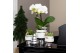 Phalaenopsis multiflora wit Kolibri Orchids 2 tak in Le Chic pot silve 