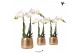 Phalaenopsis multiflora wit Kolibri Orchids 2 tak in Luxury pot gold 
