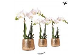 Phalaenopsis multiflora wit Kolibri Orchids 2 tak in Luxury pot gold