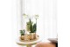 Phalaenopsis multiflora wit Kolibri Orchids 2 tak in Luxury pot gold 