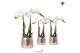 Phalaenopsis multiflora wit Kolibri Orchids 2 tak in Luxury pot silver 
