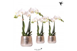 Phalaenopsis multiflora wit Kolibri Orchids 2 tak in Luxury pot silver