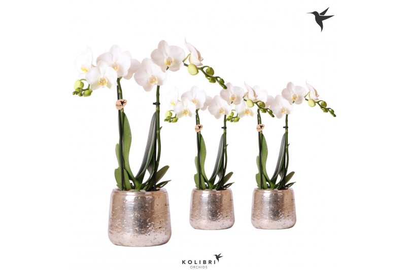 Phalaenopsis multiflora wit Kolibri Orchids 2 tak in Luxury pot silver 