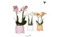 Phalaenopsis multiflora 2 tak in rolling mix kolibri orchids 