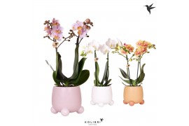 Phalaenopsis multiflora 2 tak in rolling mix kolibri orchids
