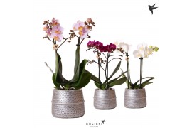 Phalaenopsis mix Kolibri Orchids 2 tak in Groove pot silver