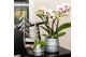Phalaenopsis mix Kolibri Orchids 2 tak in Groove pot silver 