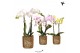 Phalaenopsis mix Kolibri Orchids 2 tak in Diamond pot gold 