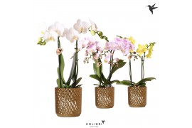 Phalaenopsis mix Kolibri Orchids 2 tak in Diamond pot gold