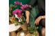 Phalaenopsis mix Kolibri Orchids 2 tak in Diamond pot gold 