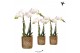 Phalaenopsis multiflora wit Kolibri Orchids2 tak in Diamond pot gold 