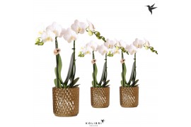 Phalaenopsis multiflora wit Kolibri Orchids2 tak in Diamond pot gold