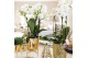 Phalaenopsis multiflora wit Kolibri Orchids2 tak in Diamond pot gold 