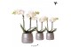 Phalaenopsis multiflora wit Kolibri Orchids 2 tak in Groove pot silver 
