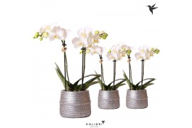 Phalaenopsis multiflora wit Kolibri Orchids 2 tak in Groove pot silver