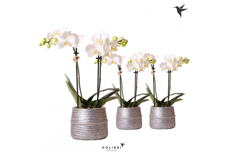 Phalaenopsis multiflora wit Kolibri Orchids 2 tak in Groove pot silver 