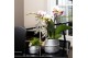 Phalaenopsis multiflora wit Kolibri Orchids 2 tak in Groove pot silver 