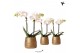 Phalaenopsis multiflora wit Kolibri Orchids 2 tak in Groove pot gold 