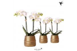 Phalaenopsis multiflora wit Kolibri Orchids 2 tak in Groove pot gold