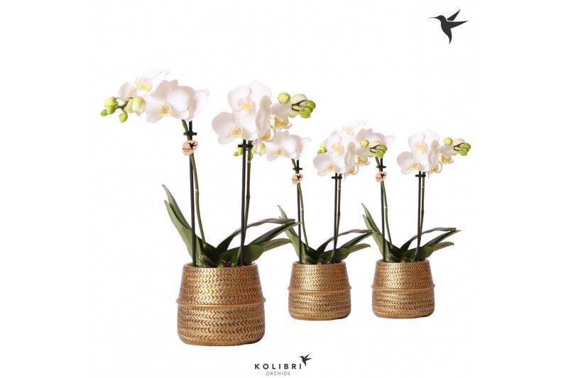Phalaenopsis multiflora wit Kolibri Orchids 2 tak in Groove pot gold 