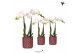 Phalaenopsis multiflora wit Kolibri Orchids 2 tak in Diamond Pearl pot 