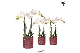 Phalaenopsis multiflora wit Kolibri Orchids 2 tak in Diamond Pearl pot