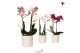 Phalaenopsis mix Kolibri Orchids 2 tak in Diamond Pearl pot travertine 