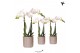 Phalaenopsis multiflora wit Kolibri Orchids 2 tak in Diamond Pearl pot 