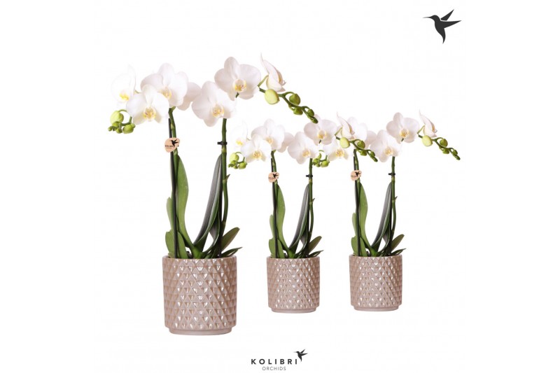 Phalaenopsis multiflora wit Kolibri Orchids 2 tak in Diamond Pearl pot Phalaenopsis multiflora wit Kolibri Orchids 2 tak in Diamond Pearl pot