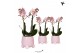 Phalaenopsis multiflora roze 2 tak in rolling pink pot kolibri orchids 