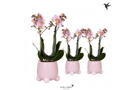 Phalaenopsis multiflora roze 2 tak in rolling pink pot kolibri orchids