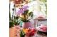 Phalaenopsis multiflora roze 2 tak in rolling pink pot kolibri orchids 