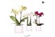Phalaenopsis multiflora 2 tak in rolling white kolibri orchids 