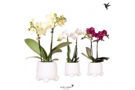 Phalaenopsis multiflora 2 tak in rolling white kolibri orchids