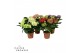 Hydrangea macr. mix Mix 5-6 Bloem 