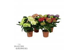 Hydrangea macr. mix Mix 5-6 Bloem