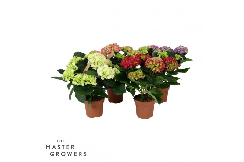 Hydrangea macr. mix Mix 5-6 Bloem 