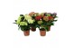 Hydrangea macr. mix Mix 5-6 Bloem 