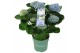 Hydrangea macr. magical revolution Blauw 5-6 Bloem 